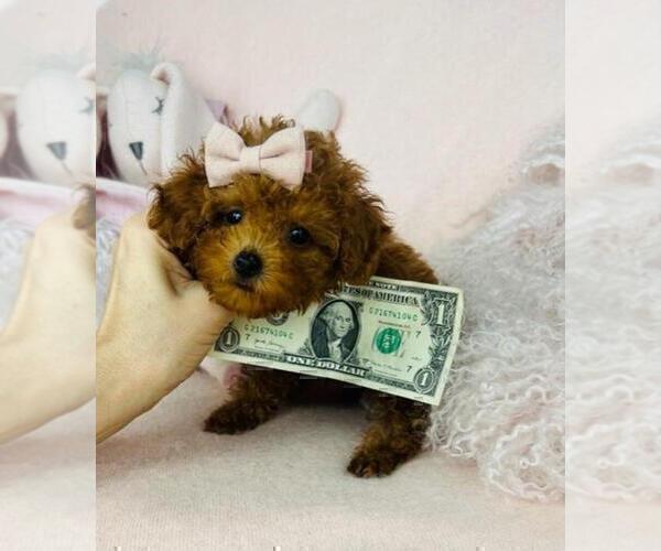 Medium Photo #11 Poodle (Toy) Puppy For Sale in DELRAY BEACH, FL, USA