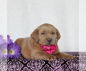 Labrador Retriever Puppy for Sale in MYERSTOWN, Pennsylvania USA