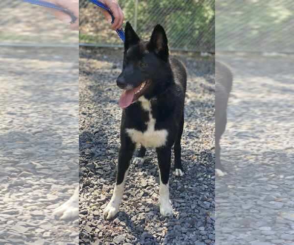 Medium Photo #8 Border Collie-Unknown Mix Puppy For Sale in Lewistown, PA, USA