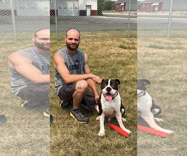 Medium Photo #9 Boxer Puppy For Sale in Burnsville, MN, USA