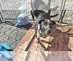 Small #2 Mutt
