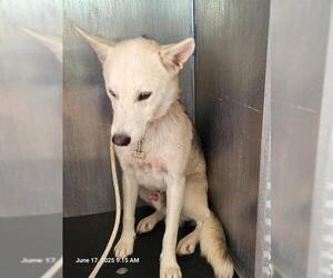 Huskies -Unknown Mix Dogs for adoption in San Antonio, TX, USA