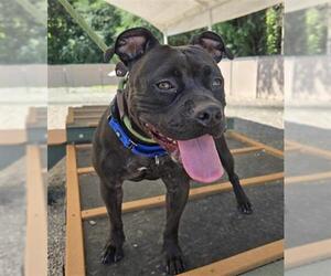 American Pit Bull Terrier-Unknown Mix Dogs for adoption in Palmetto, FL, USA