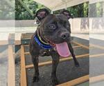 Small American Pit Bull Terrier Mix
