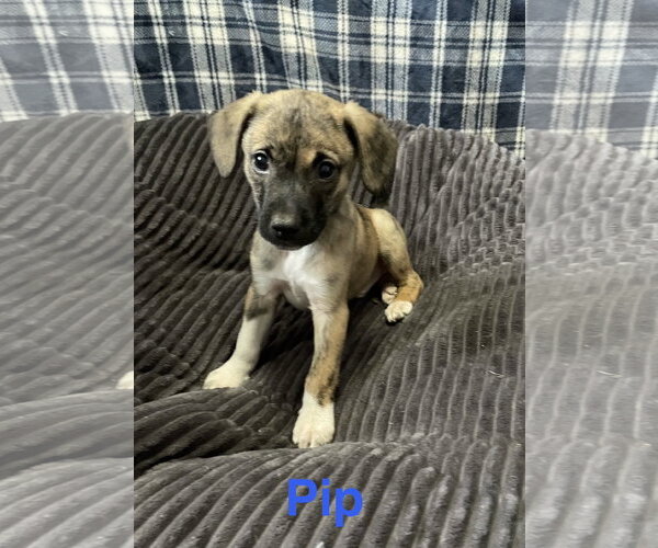 Medium Photo #1 Mutt Puppy For Sale in Topeka, KS, USA