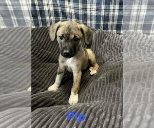 Mutt Dogs for adoption in Topeka, KS, USA