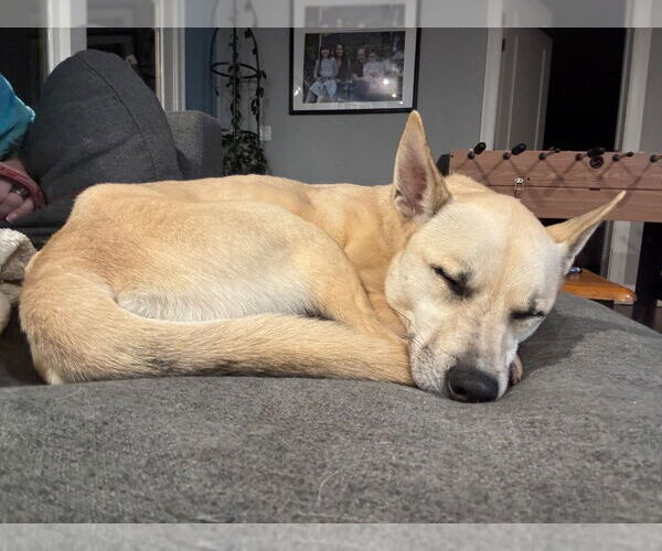 Medium Photo #10 Labsky Puppy For Sale in Canton, CT, USA