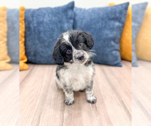 Beaglier Puppy for sale in MILLERSBURG, OH, USA