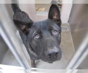 Akita-Unknown Mix Dogs for adoption in Orange, CA, USA