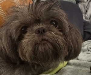 Mother of the Shih Tzu puppies born on 06/15/2025