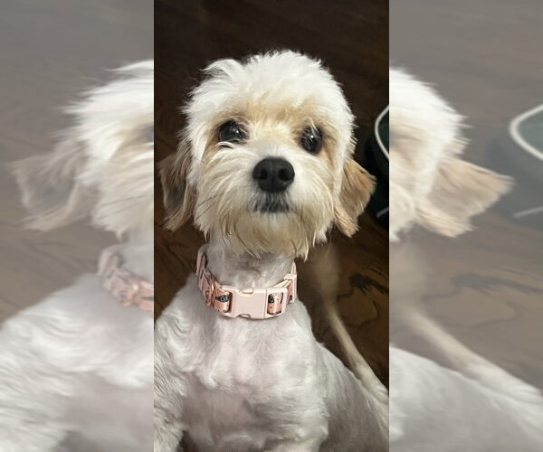 Medium Photo #4 Mutt Puppy For Sale in Oak Bluffs, MA, USA