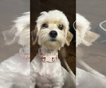 Small #3 Mutt