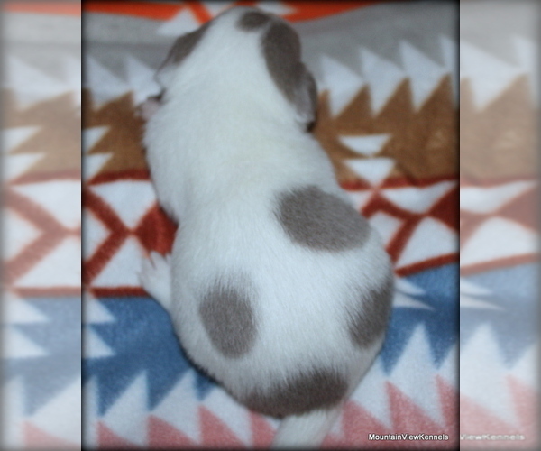 Medium Photo #3 Chihuahua Puppy For Sale in WISTER, OK, USA