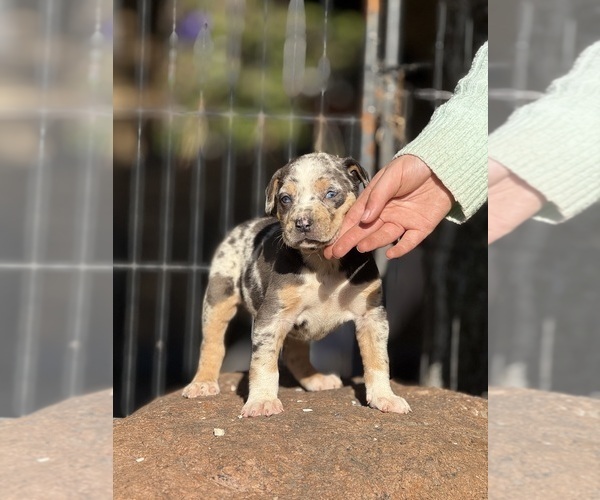 Medium Photo #4 Catahoula Leopard Dog Puppy For Sale in BUSHNELL, IL, USA