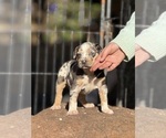Small #3 Catahoula Leopard Dog