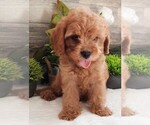 Puppy Puppy 4 Male Cavapoo