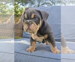 Puppy Lucky English Bulldog