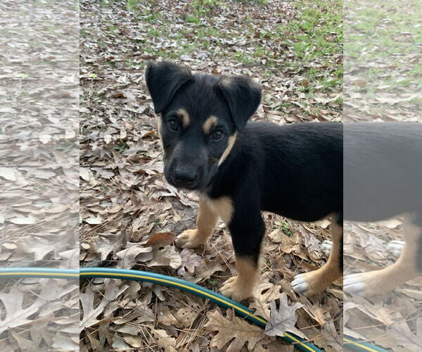 Medium Photo #2 Labrador Retriever-Unknown Mix Puppy For Sale in The Woodlands, TX, USA