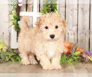 Poochon Puppy for sale in MOUNT VERNON, OH, USA