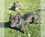 Small Photo #7 Staffordshire Bull Terrier-Unknown Mix Puppy For Sale in Germantown, OH, USA