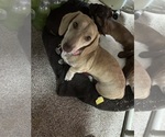 Small Photo #1 Dachshund Puppy For Sale in ASHLAND, NE, USA
