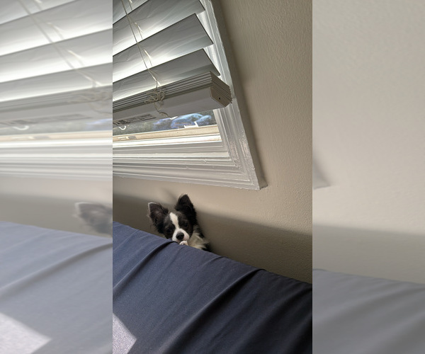 Medium Photo #1 Chihuahua Puppy For Sale in CINCINNATI, OH, USA