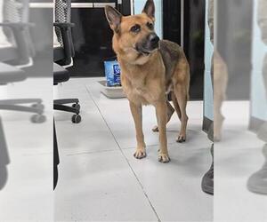 German Shepherd Dog Dogs for adoption in Temple, TX, USA