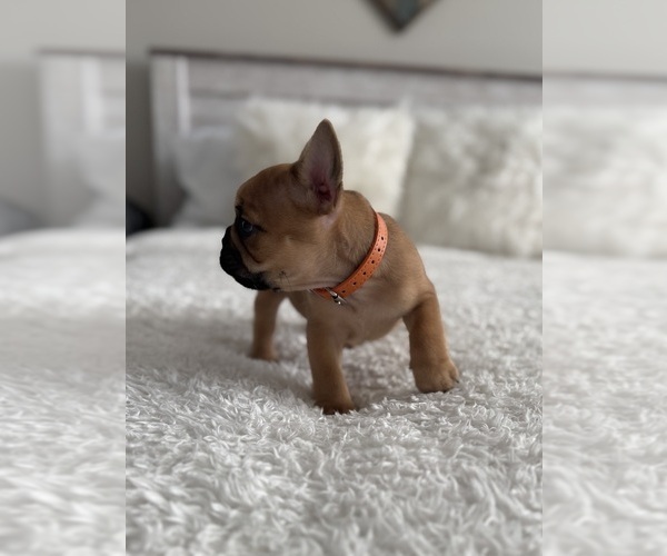 Medium Photo #8 French Bulldog Puppy For Sale in AURORA, CO, USA