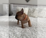 Bruno - Male French Bulldog Puppy for Sale - Photo #8