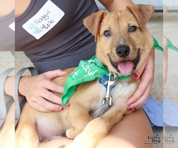Medium Photo #3 Mutt Puppy For Sale in Washington, DC, USA