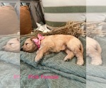 Puppy Pink Female Golden Mountain Doodle