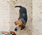 Small #5 Beagle