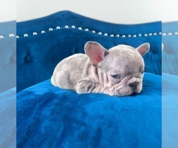 Medium Photo #18 French Bulldog Puppy For Sale in GLENDALE, CA, USA