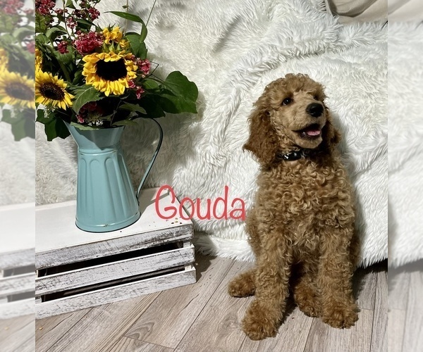 Medium Photo #3 Poodle (Standard) Puppy For Sale in CLEVER, MO, USA
