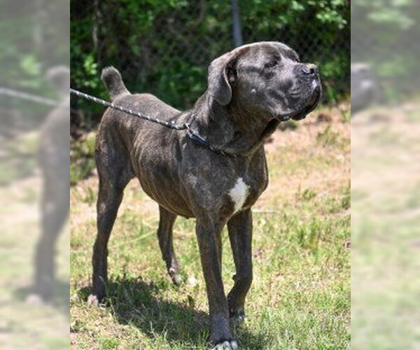 Medium Photo #7 Mastiff Puppy For Sale in Glen Allen, VA, USA