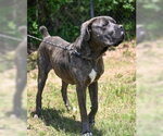 Small Photo #7 Mastiff Puppy For Sale in Glen Allen, VA, USA