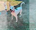 Small Photo #7 Labmatian Puppy For Sale in Bryant, AR, USA