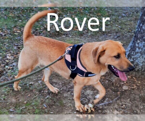 Medium Photo #3 Black Mouth Cur-Labrador Retriever Mix Puppy For Sale in Mountain View, AR, USA