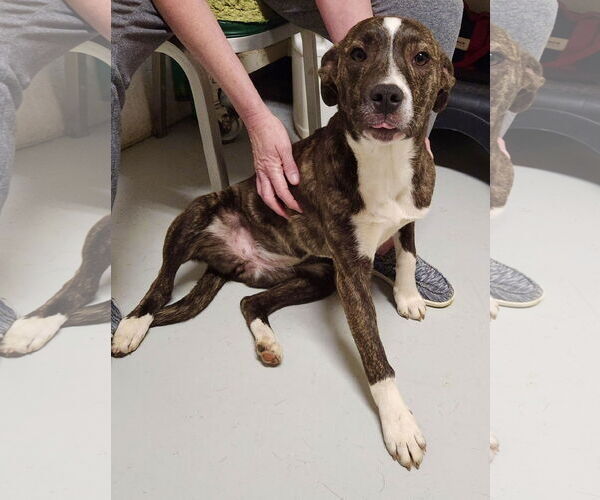 Medium Photo #27 Mutt Puppy For Sale in Mount Laurel, NJ, USA