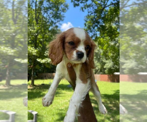 Medium Photo #4 Cavalier King Charles Spaniel Puppy For Sale in HAMPTON, GA, USA