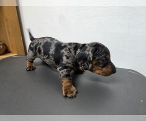 Dachshund Puppy for sale in HUNTINGTON PARK, CA, USA