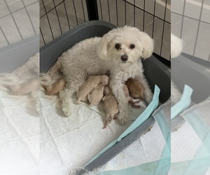 Mother of the Maltipoo (Miniature) puppies born on 09/26/2026