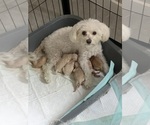 Small Photo #1 Maltipoo (Miniature) Puppy For Sale in MARICOPA, AZ, USA