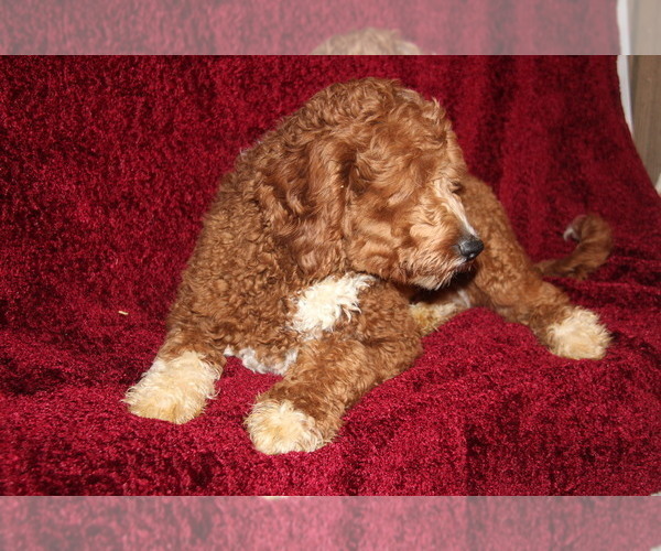 Medium Photo #1 Goldendoodle (Miniature) Puppy For Sale in STANLEY, WI, USA