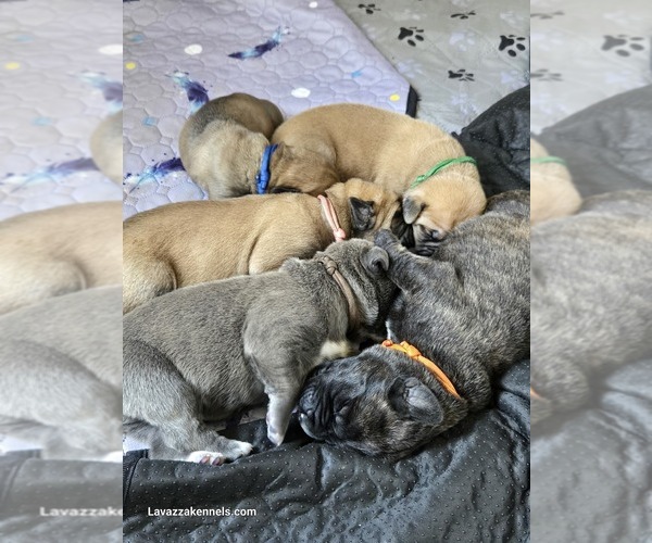Medium Photo #4 Cane Corso Puppy For Sale in CAMBY, IN, USA