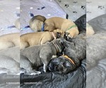 Small #3 Cane Corso
