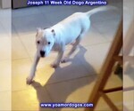 Small #118 Dogo Argentino