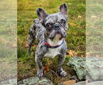 Small #1 French Bulldog