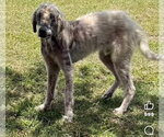 Small #4 Great Pyrenees
