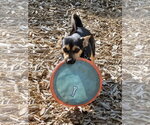 Small #4 Chiweenie